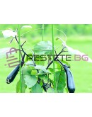 Кръгла подпора за растения и цветен пръстен